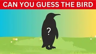 Test Your Brain: Guess the Bird from Its Silhouette