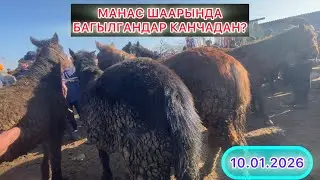 ЖЫЛКЫ БАЗАР, СОГУМДАР КАНДАЙ БОЛУП ЖАТАТ?