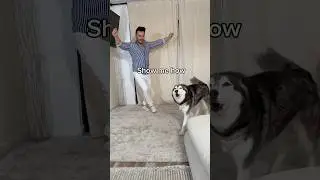 My Husky Loves Dancing!