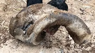 After Nine Years Of Suffering, The Donkey With 