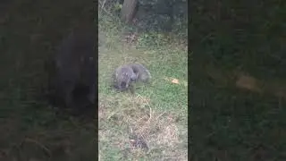 squirrels digging hole in my lawn