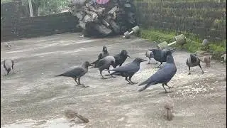 Crow and bird fighting while eating food in the morning