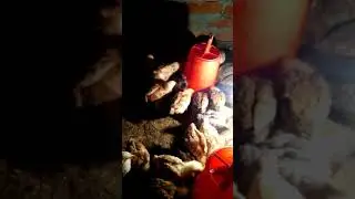 Local Murgi puwali