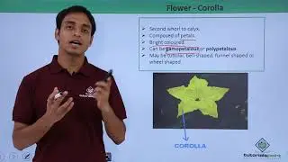 Class 11th – Flower – Corolla | Morphology of Flowering Plants | Tutorials Point