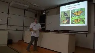 Nymphalidae [parte 6] - NYMPHALINAE (part 2), CALINAGINAE, CHARAXINAE