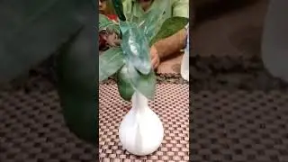 LECA Balls| Hydroponic plant| Table top decoration ideas #plant #decoration #shorts