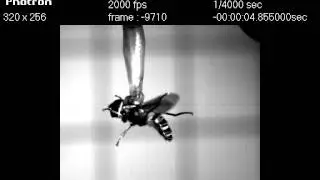 Hover Fly Wing Beat - High Speed Video