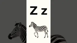Z for Zebra | Fun Alphabet Song for Kids| Learn the Letter Z | Educational Video for Toddlers