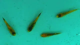 1000 Koi fry (kujaku) Update. Uk Koi pond breeding project