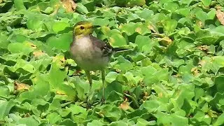 Citrine Wagtail Catches Insects In Marshland
