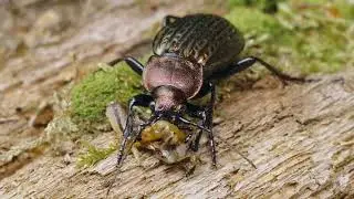 4K Video of Beetle (Carabus Ullrichii) Eating A Slug