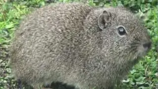 Cuis com&uacute;n (Galea musteloide)