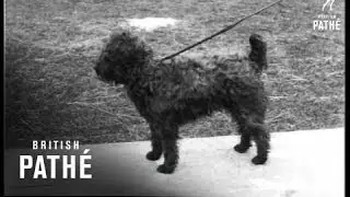 Ireland's Premier Dog Show (1925)