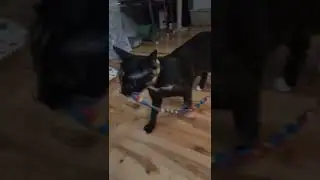 RezDawg Rescue Kitty ~ Daisy's Ribbon Shenanigans Take 2