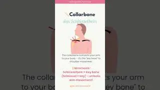Collarbone | das Schl&uuml;sselbein 📖✨Learn German with Me: Medical Vocabulary #germanmedicalterms