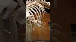 Skeleton of Sperm Whale at Lee Kong Chian Natural Museum (National University of Singapore)