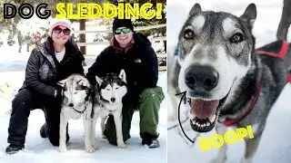 Катание на собачьих упряжках в Брекенридже, штат Колорадо, с Good Times Adventures!
