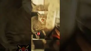 Когда кошки чувствуют запах другой кошки на руке хозяина