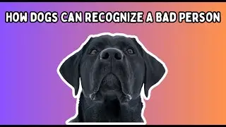 How Dogs Can Recognize A Bad Person