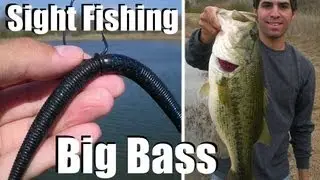Sight Fishing Big Bass (Hat Cam Bass)