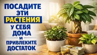 Посадите правильные растения у окна и посмотрите, как меняются покупки, долги и ваши доходы