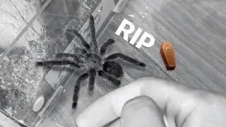 My RAREST TARANTULA is NO LONGER with us anymore  :(