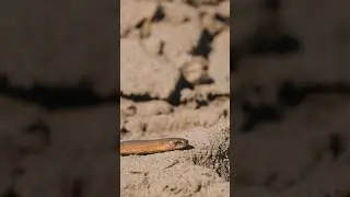 Snake #snakelove #closeup #animals #animallovers #snake #snakevideo #snakes #snakesound #home #new