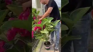 Medinilla plant💚 #satisfying #medinillaplant #flowers #shortsvideo