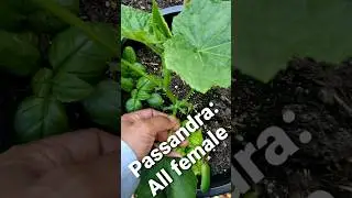 Turn Every Cucumber Flower into Fruit: All Female: No Pollination Needed