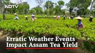 NDTV Ground Report: Assam's Famous 'Kadak Chai' Faces Brunt Of Climate Change