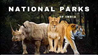 Ranthambore Tiger Reserve Footage, clicked by me, Device: Nikon D3400.....