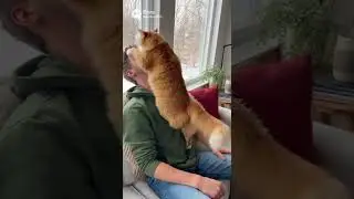 #cat #owner #fy #affectionate #hug
