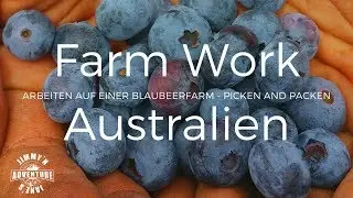 Farm Work- Australien- Blueberry Picking - Vlog #14
