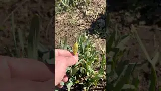 A Sign of Spring  #homesteading #gardening