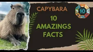 10 Amazing Facts About the Capybara &ndash; Nature&rsquo;s Chillest Animal | Zoologic10 | Capybara
