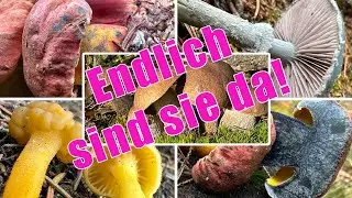 Endlich sind sie da! Die sch&ouml;nsten R&ouml;hrlinge &uuml;berhaupt? Pilze sammeln im Oktober | 30.10.2025