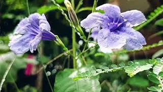 #flowers #garden #viral #nature #beautiful #beauty #subscribe #like #share #video #youtubevideo 