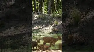 TadobaVlog 🐯 Male & Female Tiger #wildlife #shortvideos #tadoba #animals #tigerreserve #viralvideos