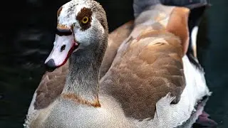 Egyptian Goose Call | Egyptian Goose | Duck Quacking Sound Effects | Egyptian Geese Calling