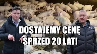 Hodowcy trzody mają dość! 