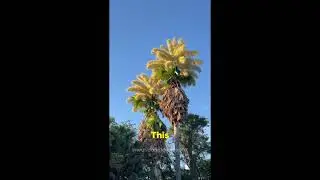 &laquo;Это дерево, которое умирает после цветения&raquo; | Пальма талипот | #talipotpalm
