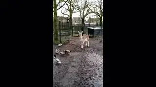 hertekamp vidio zonder geluid#2