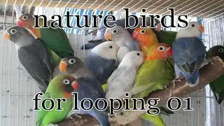 nature birds for looping 01