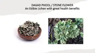 EDIBLE LICHEN 