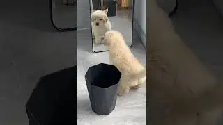 He Looking First Time 😳 #mirror #cutiepie #cute #cutebaby #funny #love #baby #animallovers #puppy