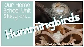 Our Homeschool Unit Study on HUMMINGBIRDS