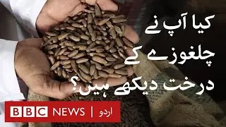 Have you seen trees of Pine nuts? - BBC URDU