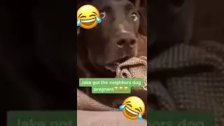 The look On His Face 😶😶 #shorts #tiktok #meme #dog #pet #dogmeme