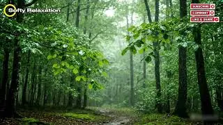 Light Rain in a Green Forest 🌧️ Deep Relaxation & Sleep Ambience #relaxation #stressrelief