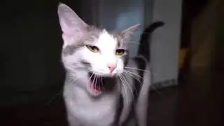 RandomCartoons | I can’t | By: Talking Kitty Cat
